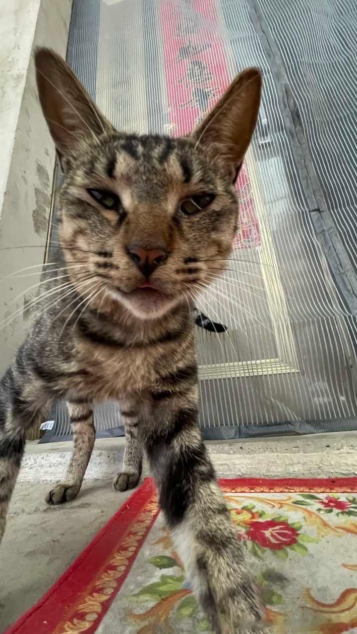 49002【丑猫】，咪最近迷上了瑜伽 