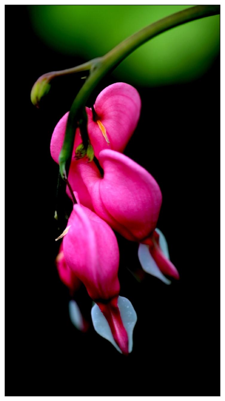 景山公园荷苞牡丹《蔡司百微拍照》