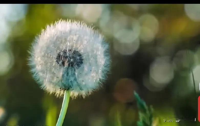 从另一个角度看马斯克。

从目前来看，马斯克是美西商界和政界中，对咱中国最友好的