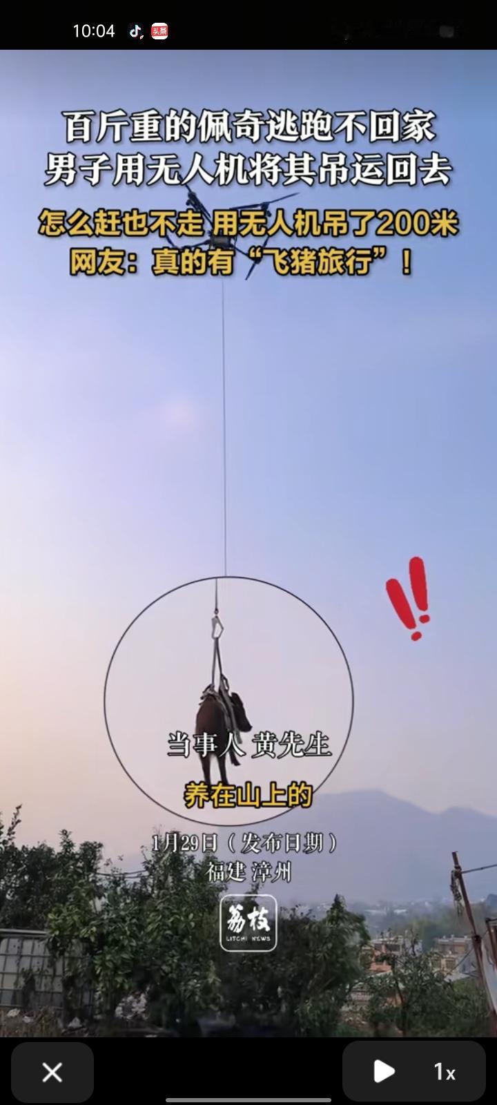 1月28日，漳州市平和县。这是现实版的“天上掉下个猪八戒”。黄先生称，自己的猪在