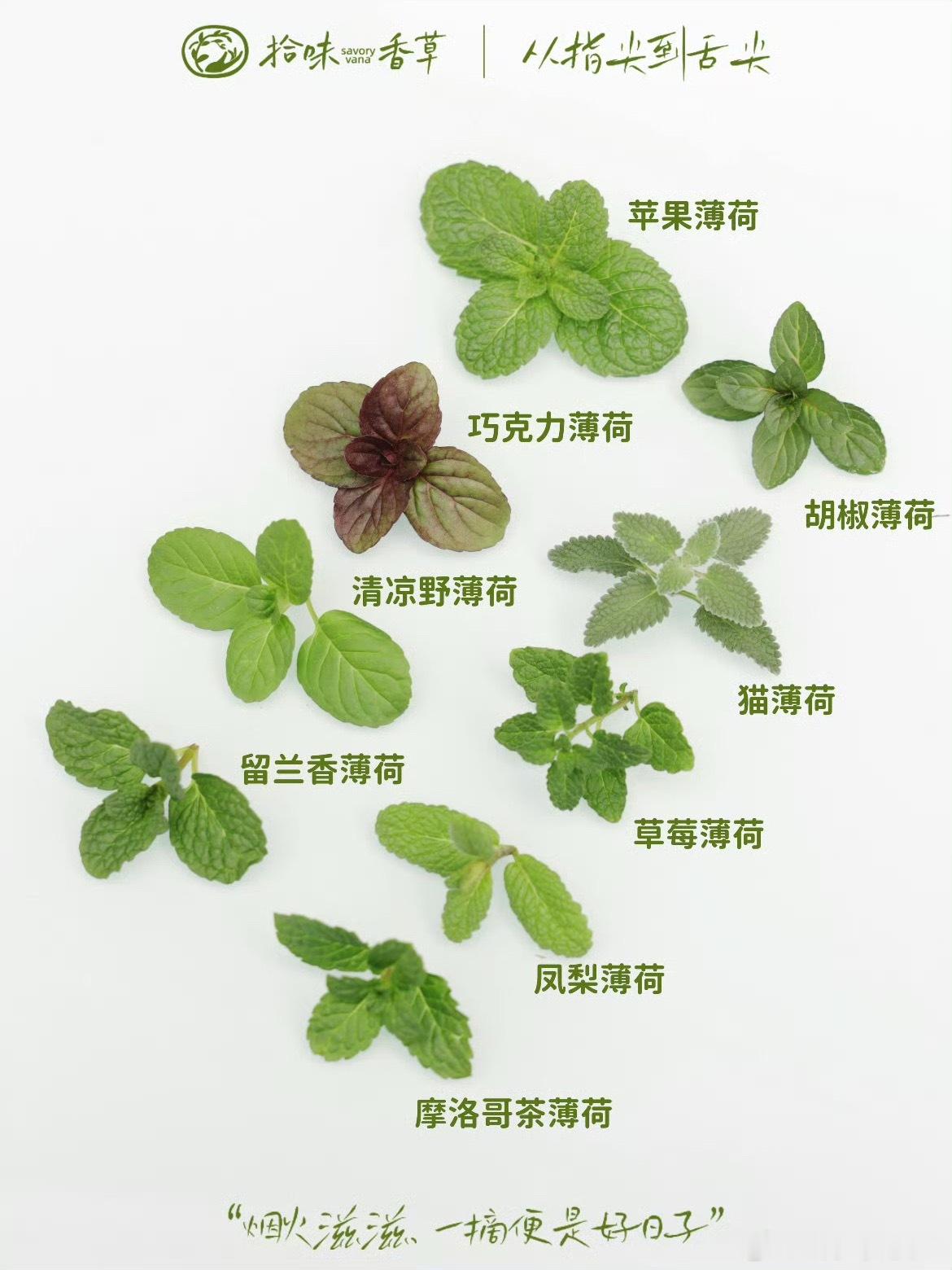 作为一个北方孩子，在我眼中眼中薄荷＝风油精，如果我奶奶看到我吃薄荷也一定会以为我