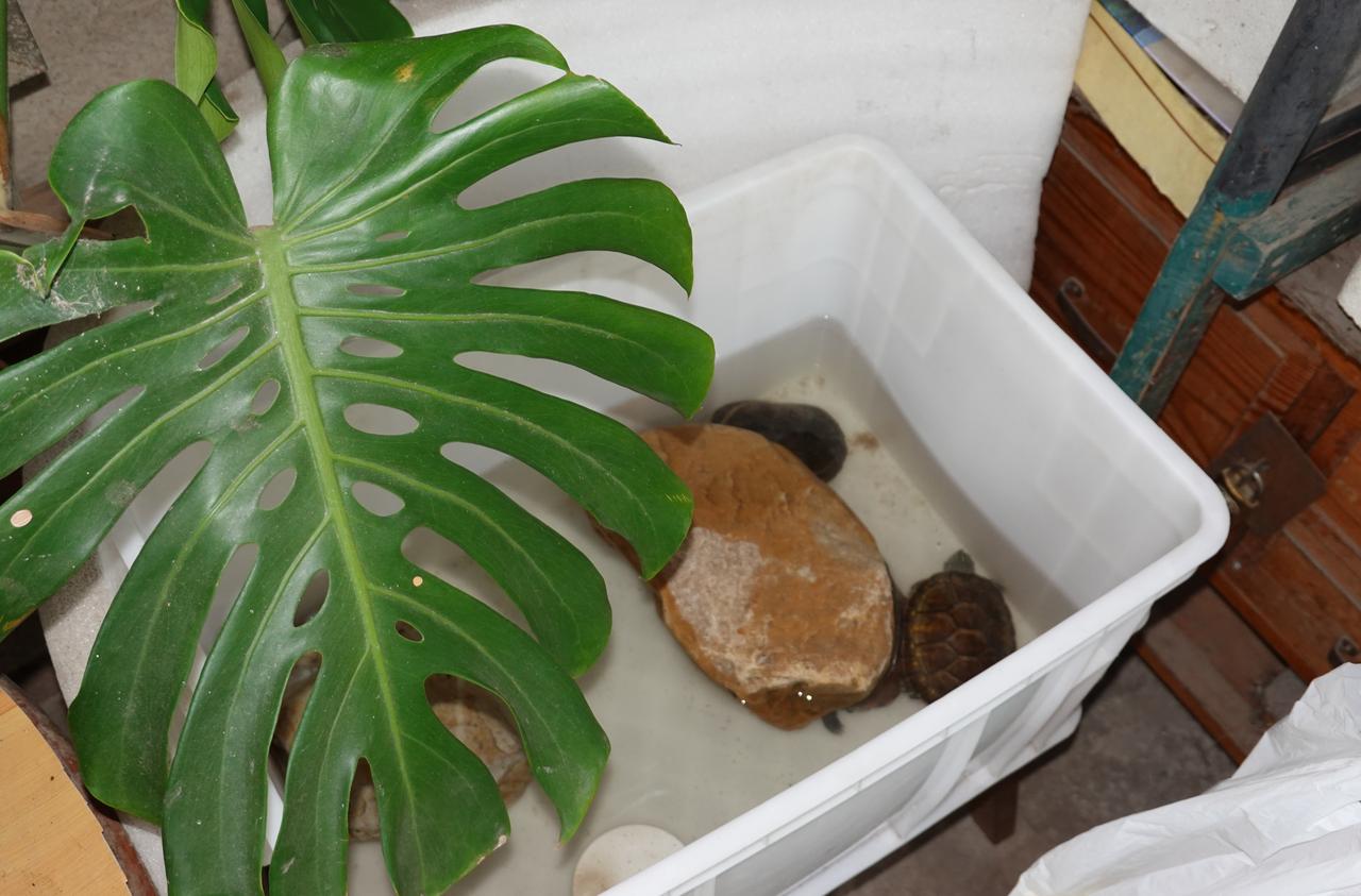三只小龟🐢 ​​​