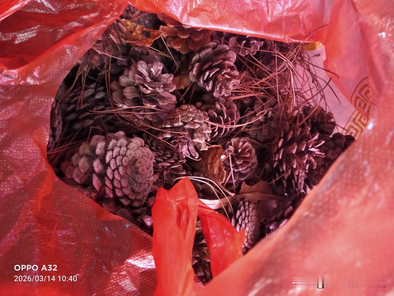 昨天没事便去对面的山上捡枞球烂炉子，我去年买10块钱的酒精球烧炉子用完了，反正没