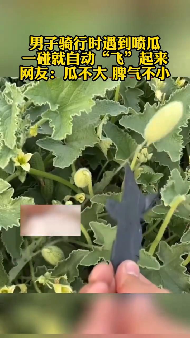 男子骑行时遇到喷瓜，一碰就自动"飞"起来。
网友：瓜不大，脾气不小。
这些东西刚