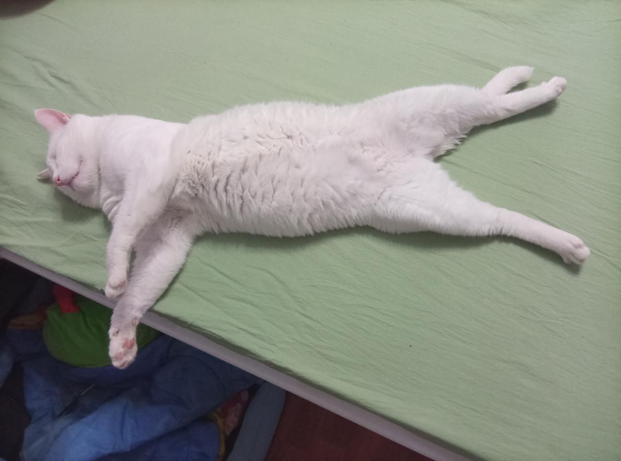 @豆包 猫咪为啥这样子睡觉，这是猫生躺平了吗？