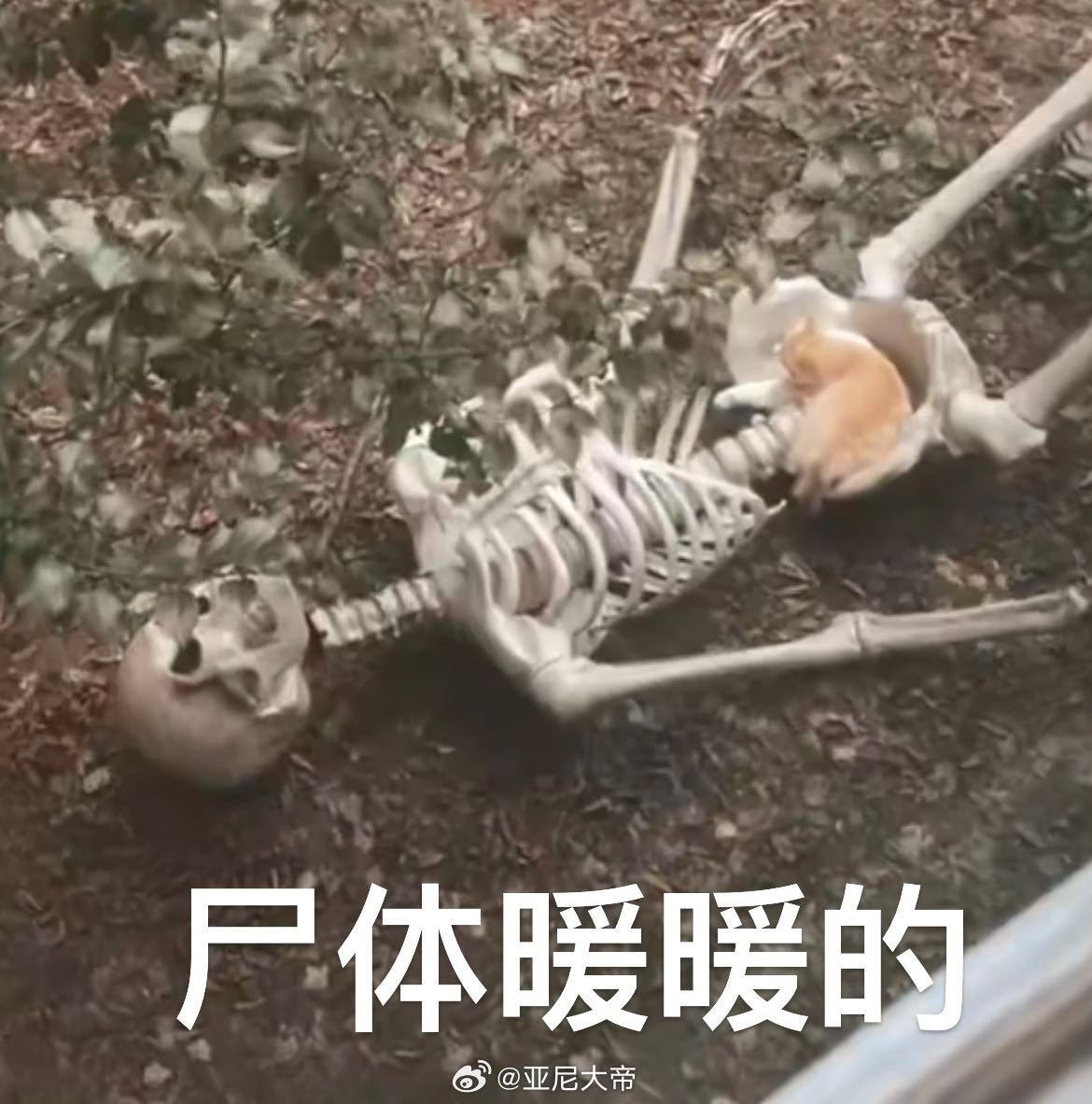 谢谢猫，让我： ​​​