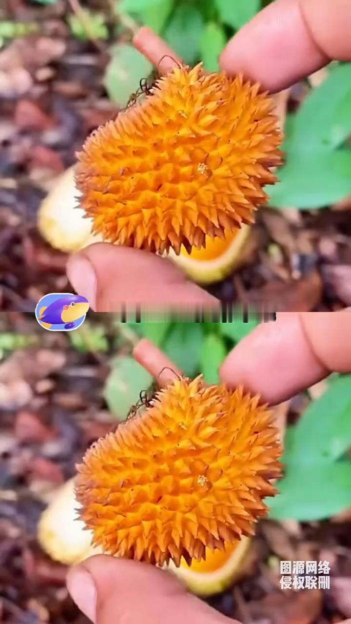 马来西亚的迷你水果怎么都长得跟手办似的。
·迷你小榴莲个头还没手长大，浑身是刺，