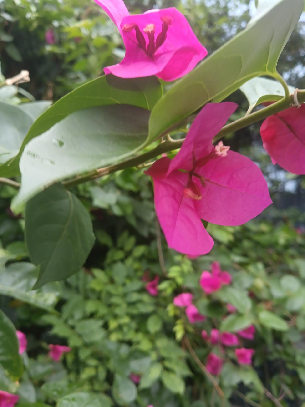 粉嫩的花朵在绿叶中绽放，生机勃勃的自然之美。🌸🌿