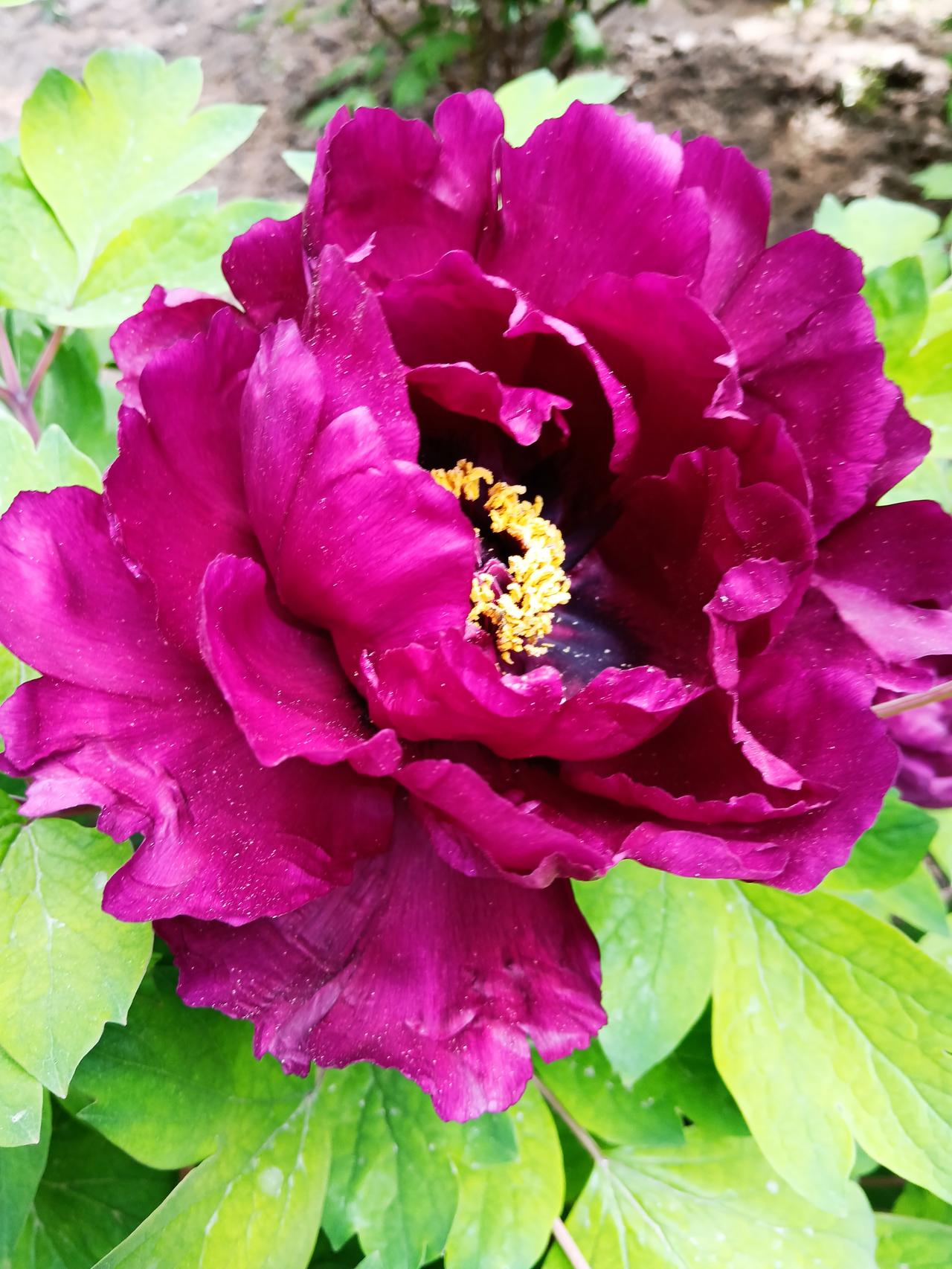 老伴昨晚跟我说：“这几天光忙着钓鱼，没顾得上陪你。明天咱去景山吧，牡丹花应该开了