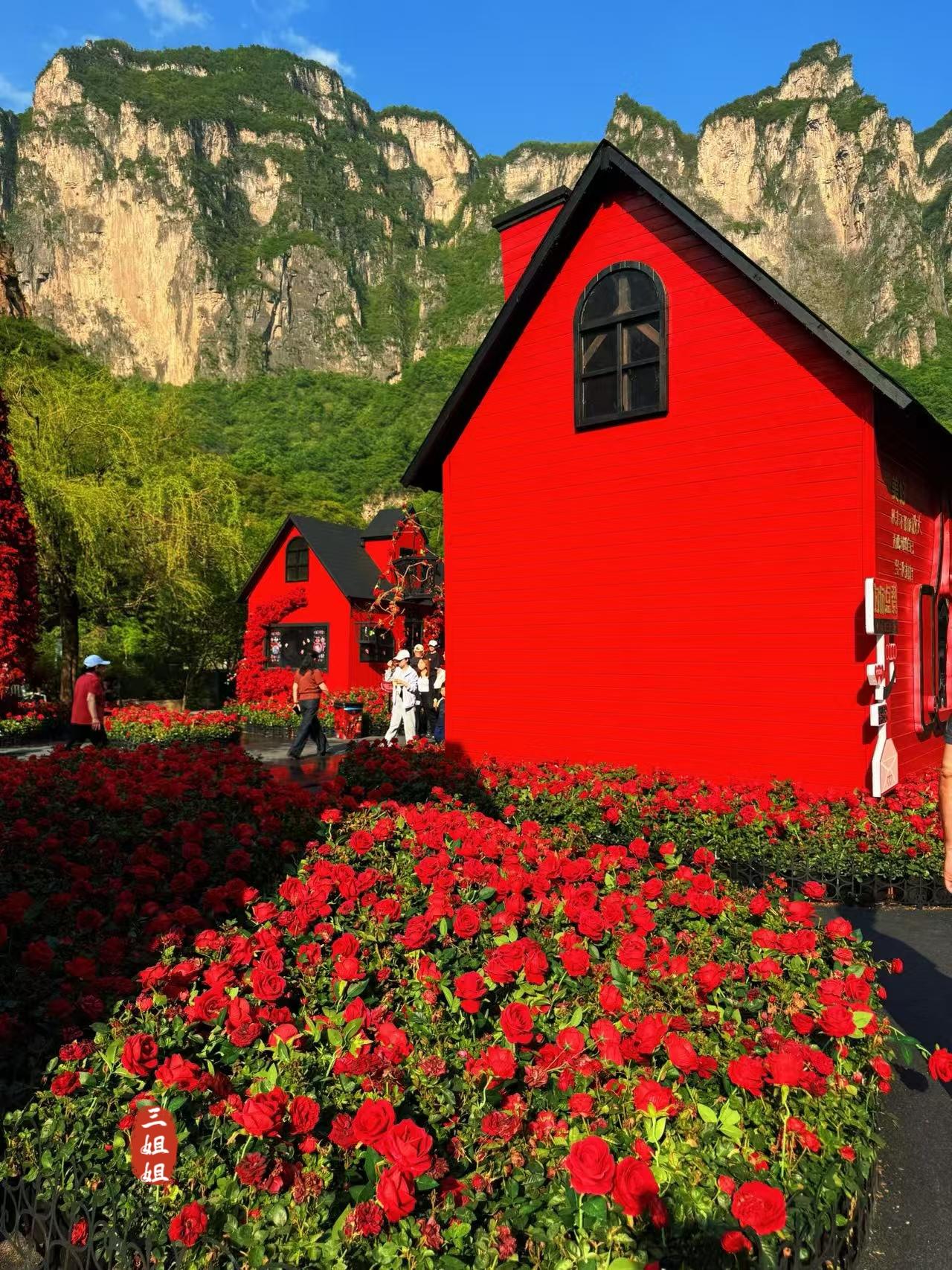 春天赶往云台山，玫瑰小镇美翻了。
这个春季，河南焦作云台山的玫瑰小镇又出圈了，千