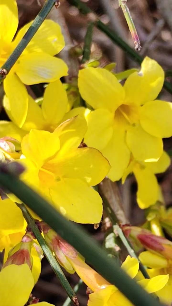 菩萨蛮•为何这样2573
——看视频有人敲打树上鲜花
作者/平常心
（2026.