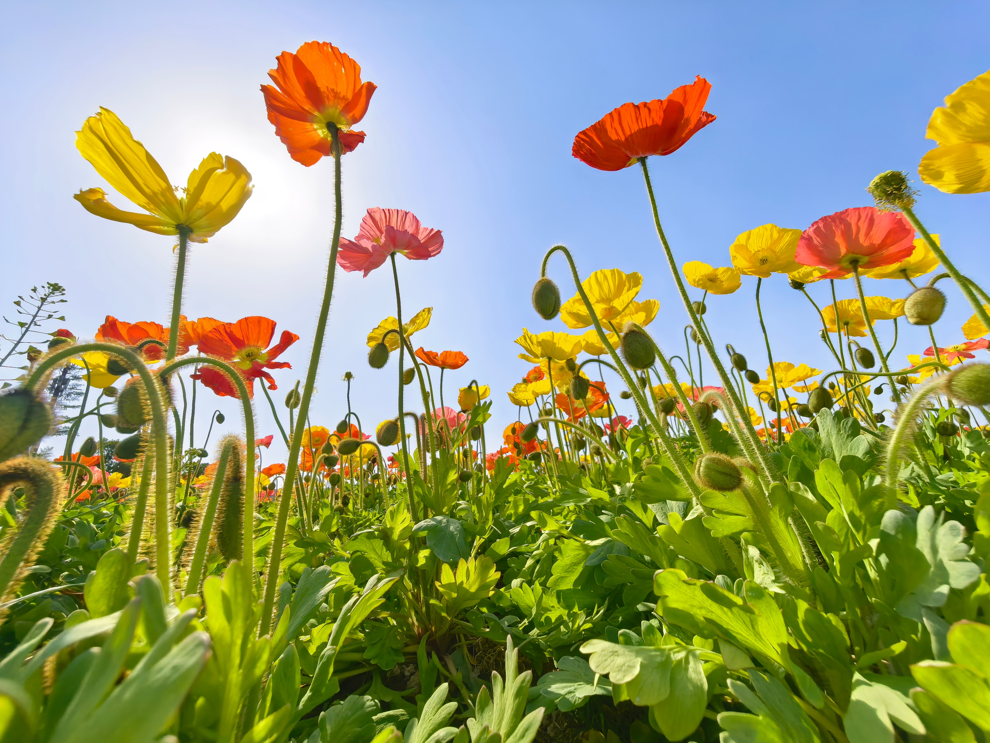 春天要多晒太阳 要向上生长☀️🌷今天穿什么 ​​​