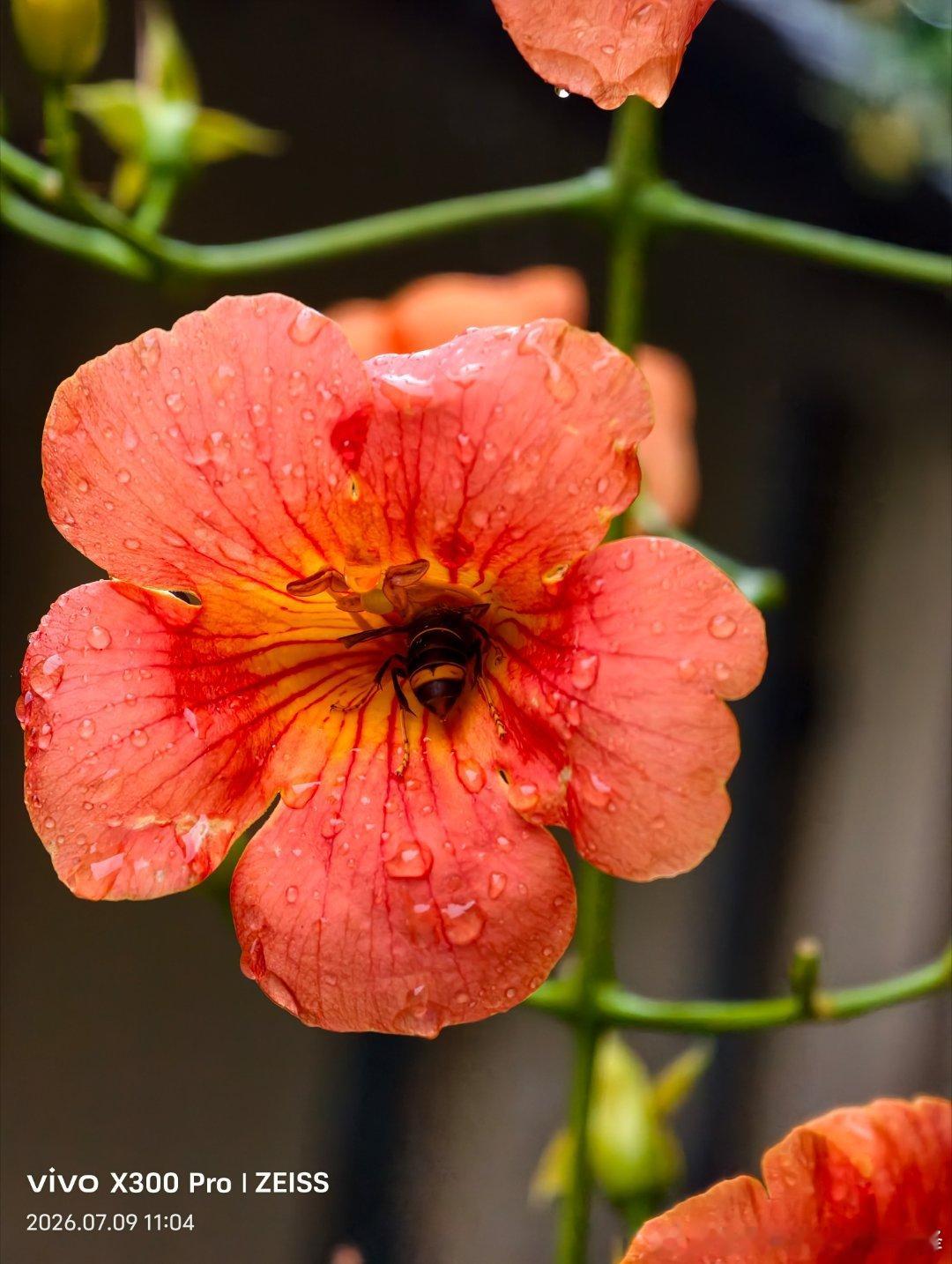 大雨淅淅沥沥，港城灰墙上凌霄花带雨盛开，冲淡了七月的潮湿和烦闷。  