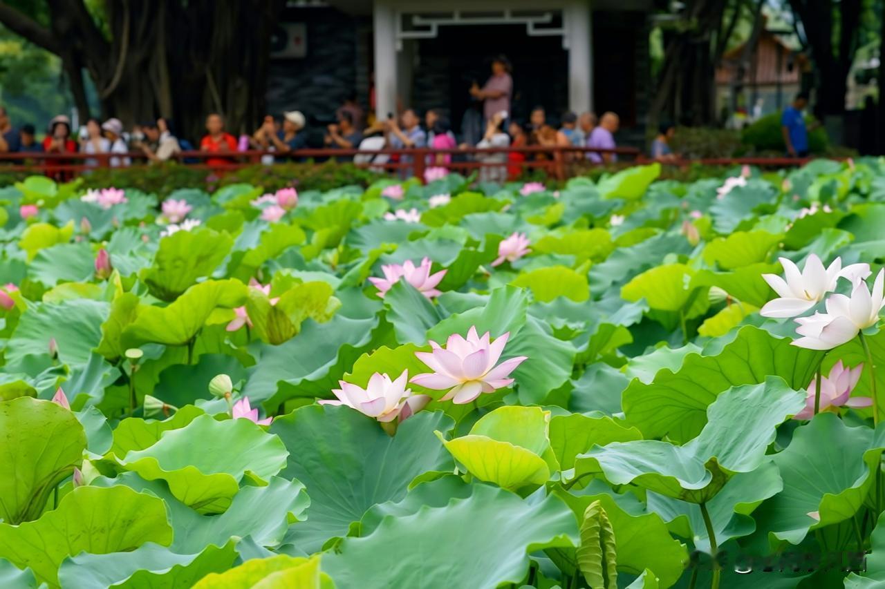 荔湾湖五秀湖夏日荷景
盛夏的荔湾湖五秀湖，满塘荷花次第盛放，粉瓣依偎翠叶，珍稀并