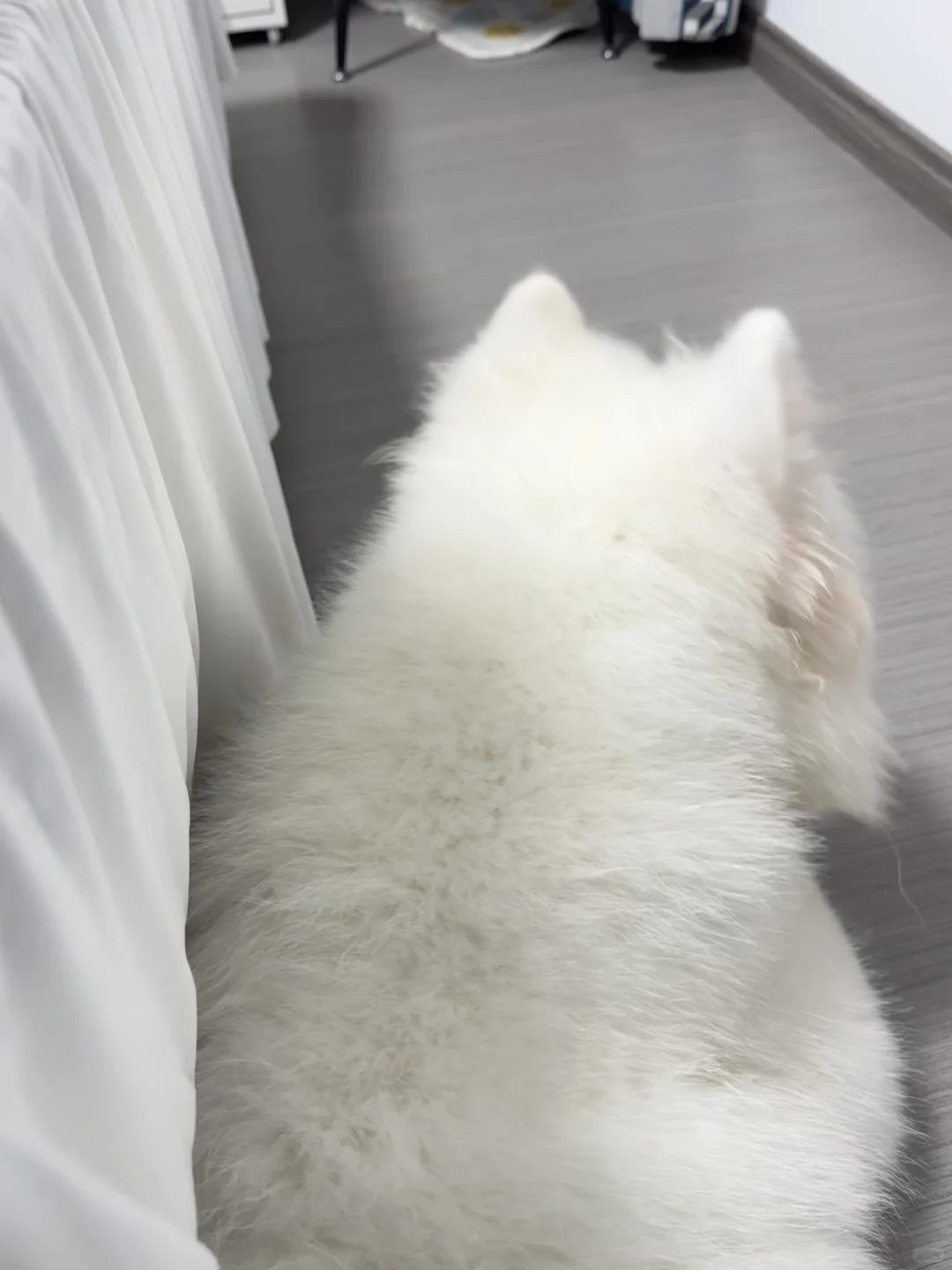 它不会说话但是很爱你