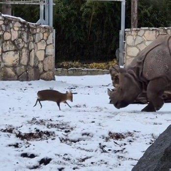 最近波兰动物园的一段视频火了——一只体重才13公斤的小麂，居然主动冲向一头重达1