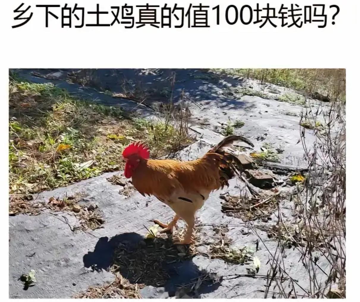 乡下的土鸡真值100块钱吗？ 