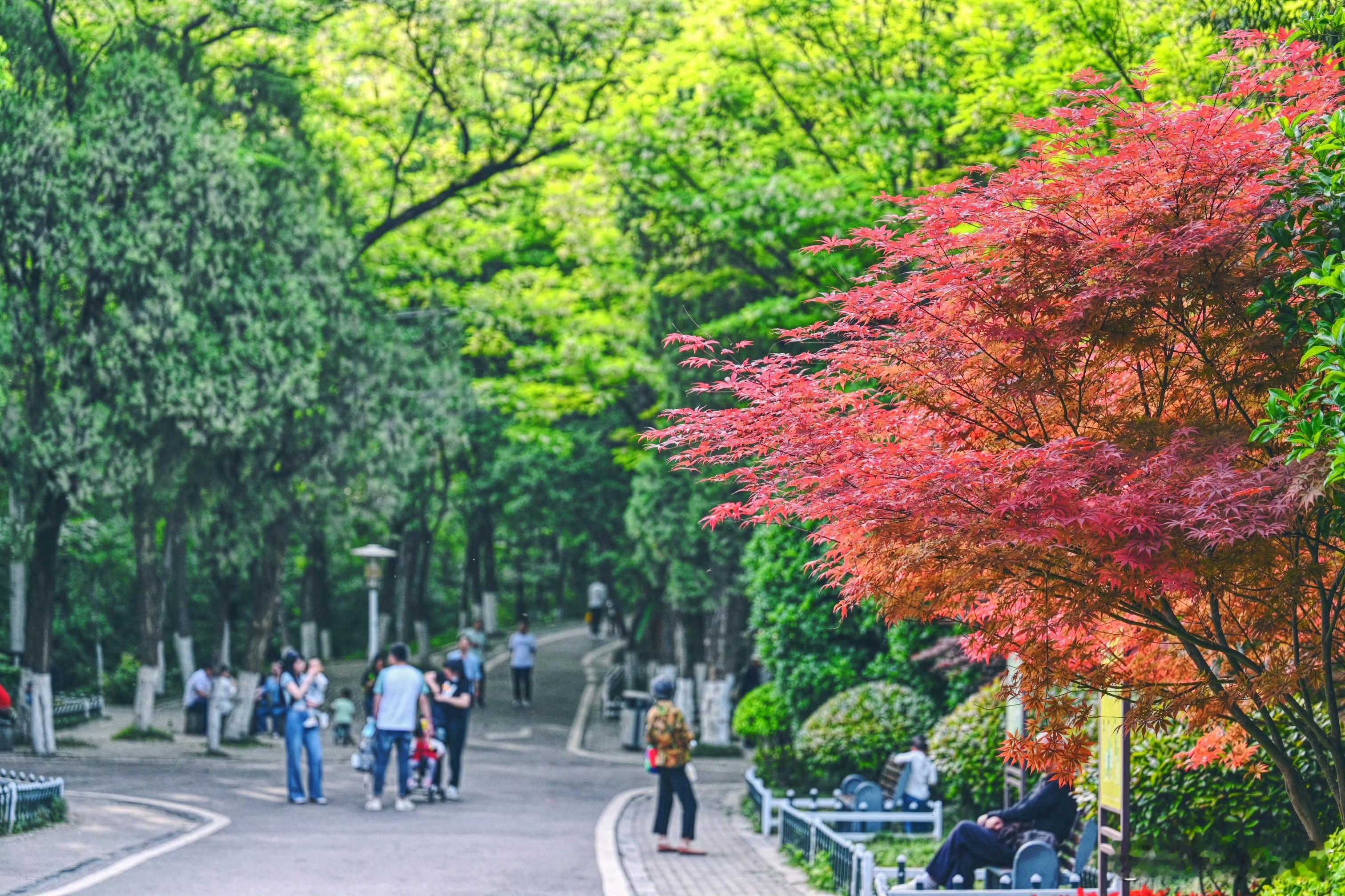 【你的每一步都不白走 🌿走路才是顶级养生刺客！】  原来走路是隐藏的健康外挂！
