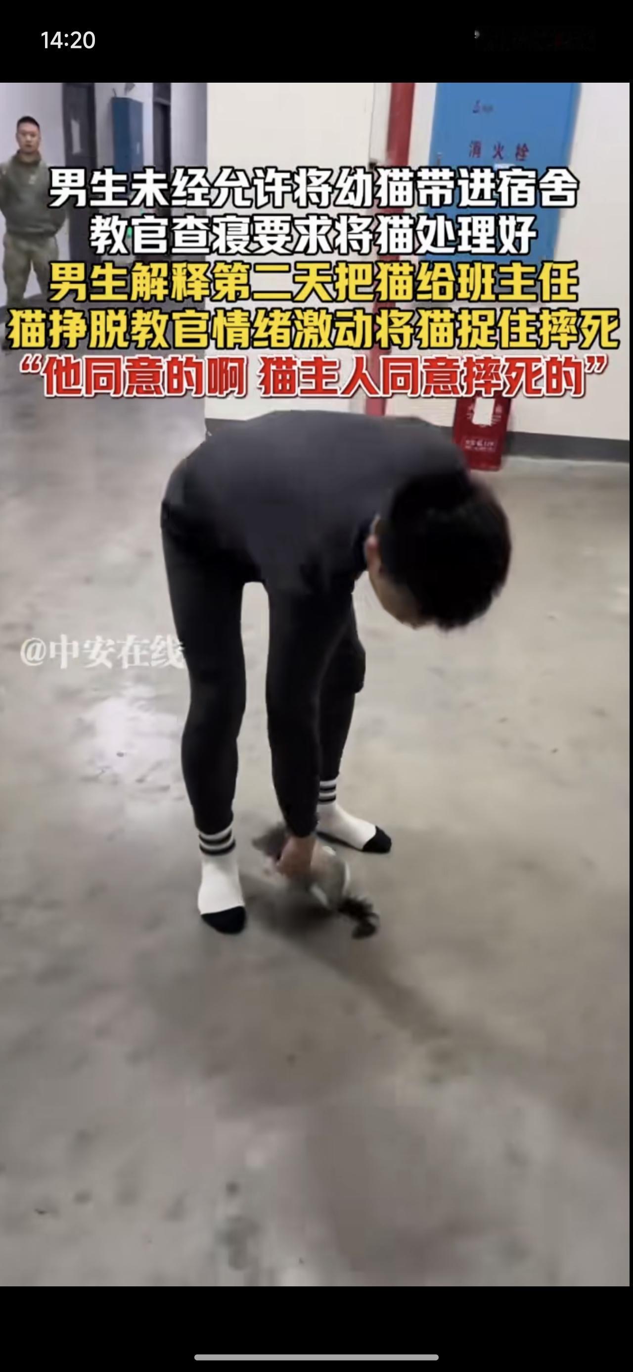 学生带猫进宿舍，教官给摔死了！每次看这种视频都胆战心惊。摔猫，摔了好几下猫才死。