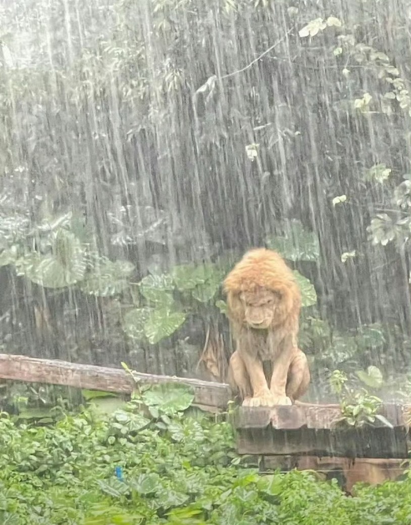 广州暴雨刷到长隆这只狮子，突然就懂了什么叫“淋过雨的狮子，也会变成温柔的大猫”大