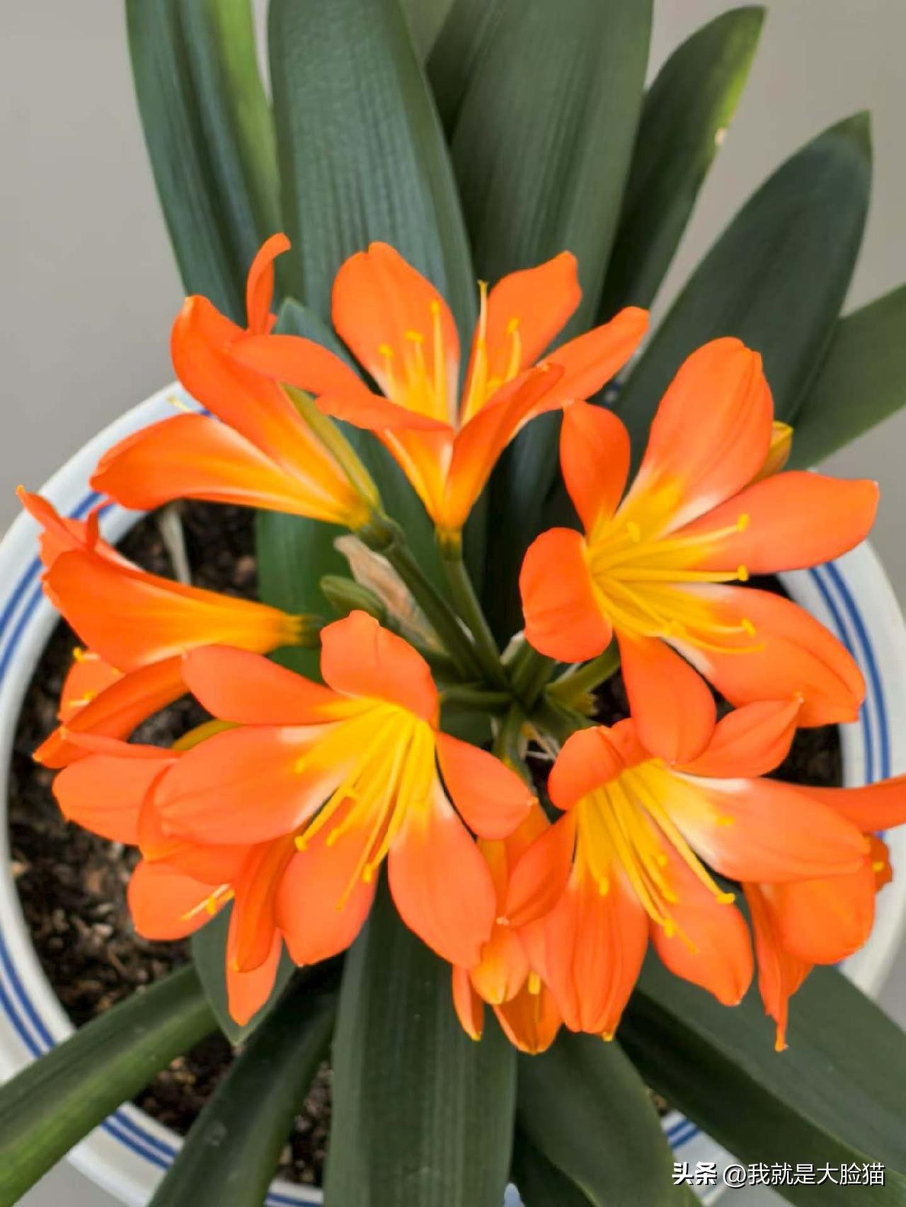 我家的君子兰又开花了，怎么觉得比往年颜色淡了那？🤗🎉💐