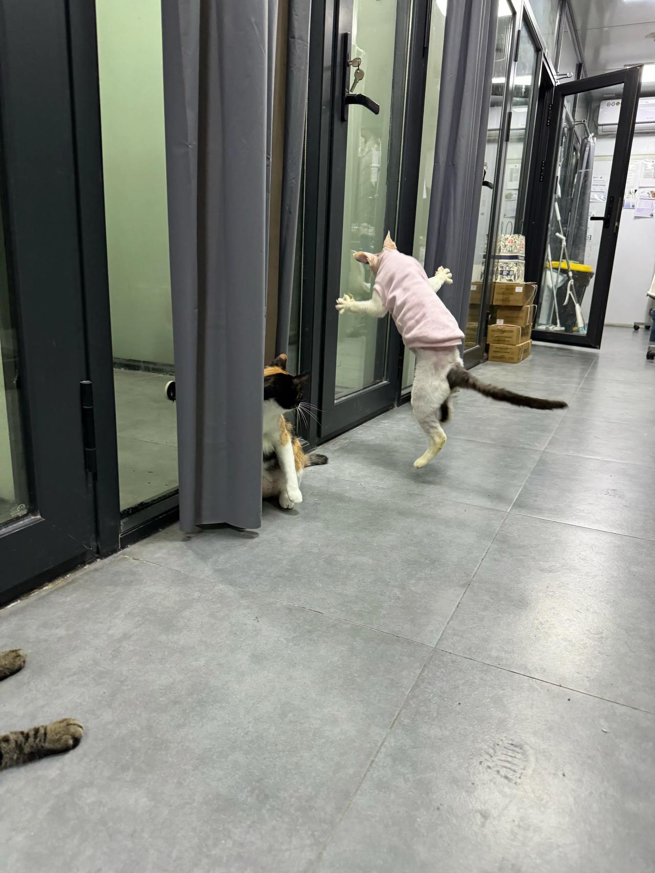 全医院最皮的猫没有之一！
#萌宠# #猫咪#