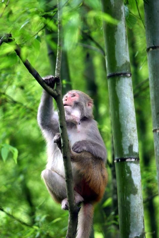 不同生肖把握良机各有妙招。
属鼠的朋友机灵但迷茫时易跟风，要稳节奏，像我发小失业