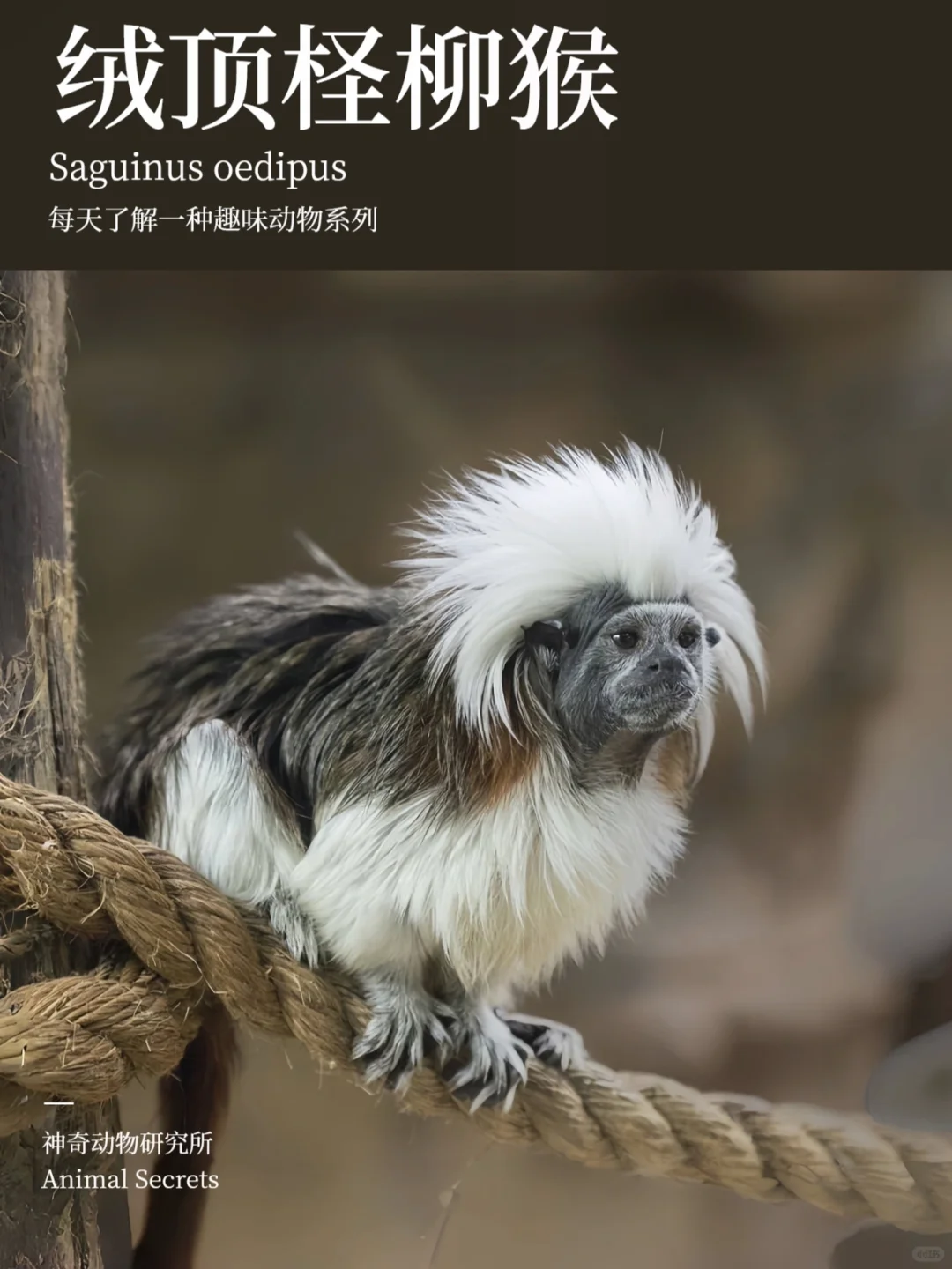 每天了解一种趣味动物👀绒顶柽柳猴