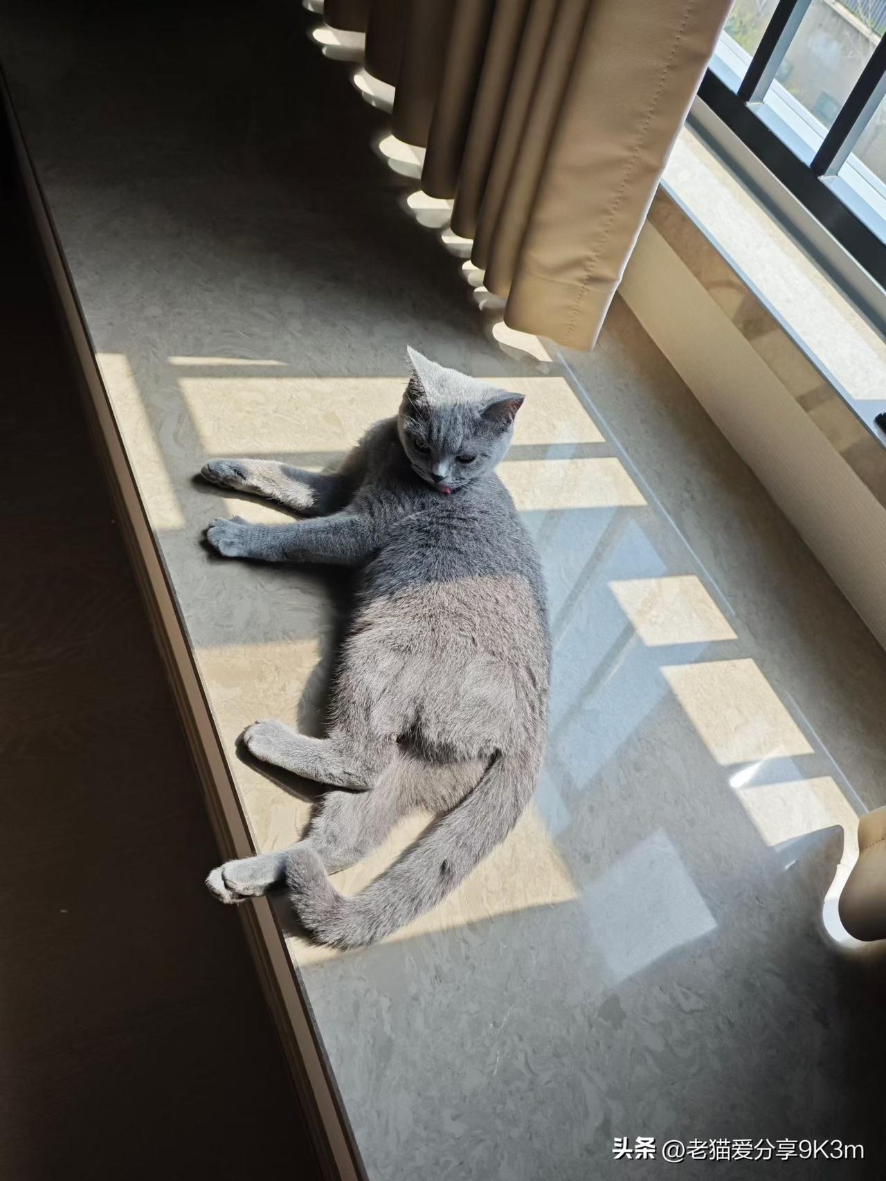 看看朋友家这个懒洋洋的猫咪