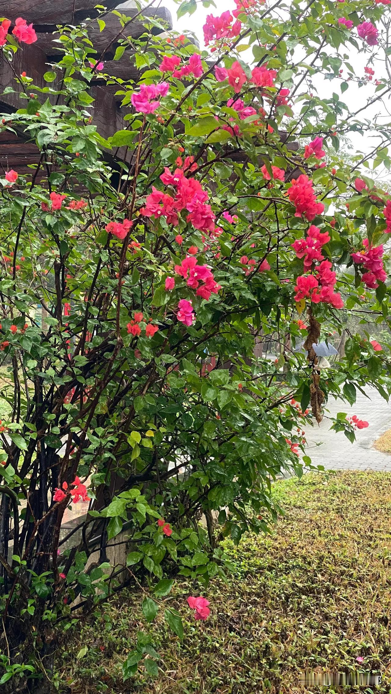 雨水冲洗过的三角梅真是清丽可人，虽然花色娇艳，但显得温润无比。现在的三角梅品种很