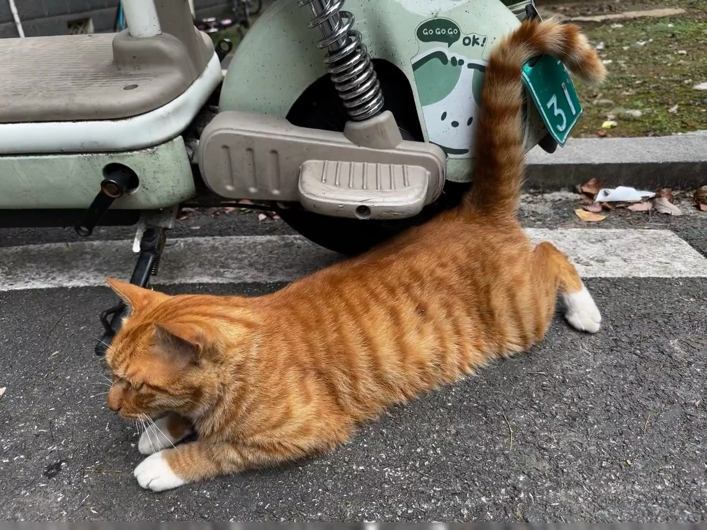 呆头呆脑的咪 