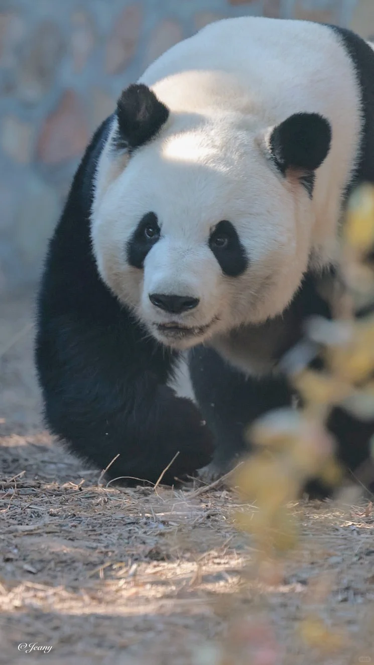 萌兰duangduangduang😍摇头晃脑拉风跑🐼