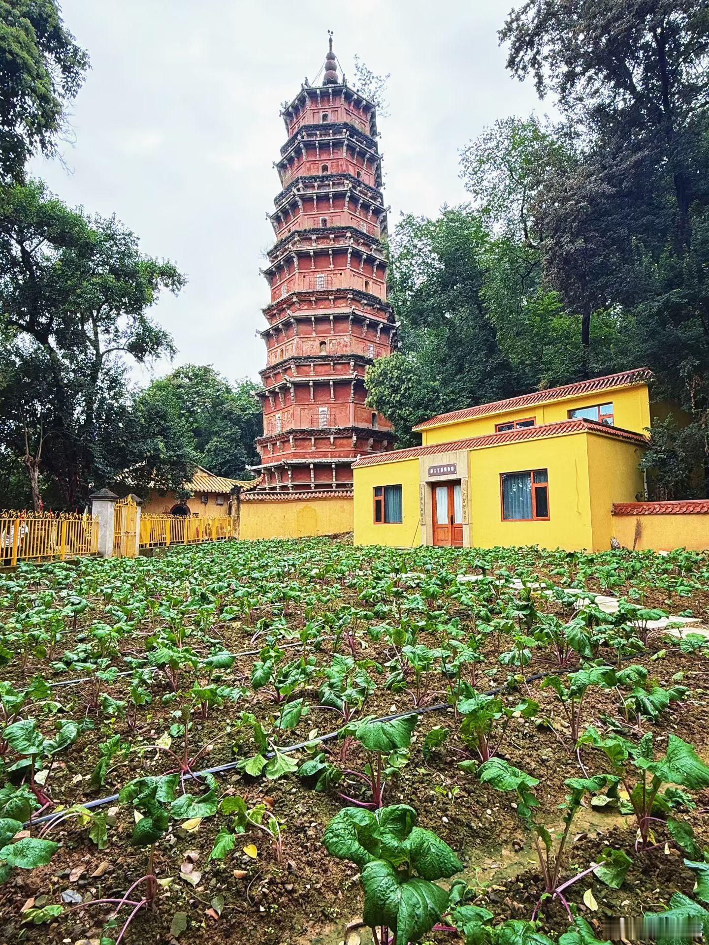 交换假期漂流瓶三十多年前曾爬到塔顶两次，现在不让爬了绕塔一周，随后发现了洪山菜苔