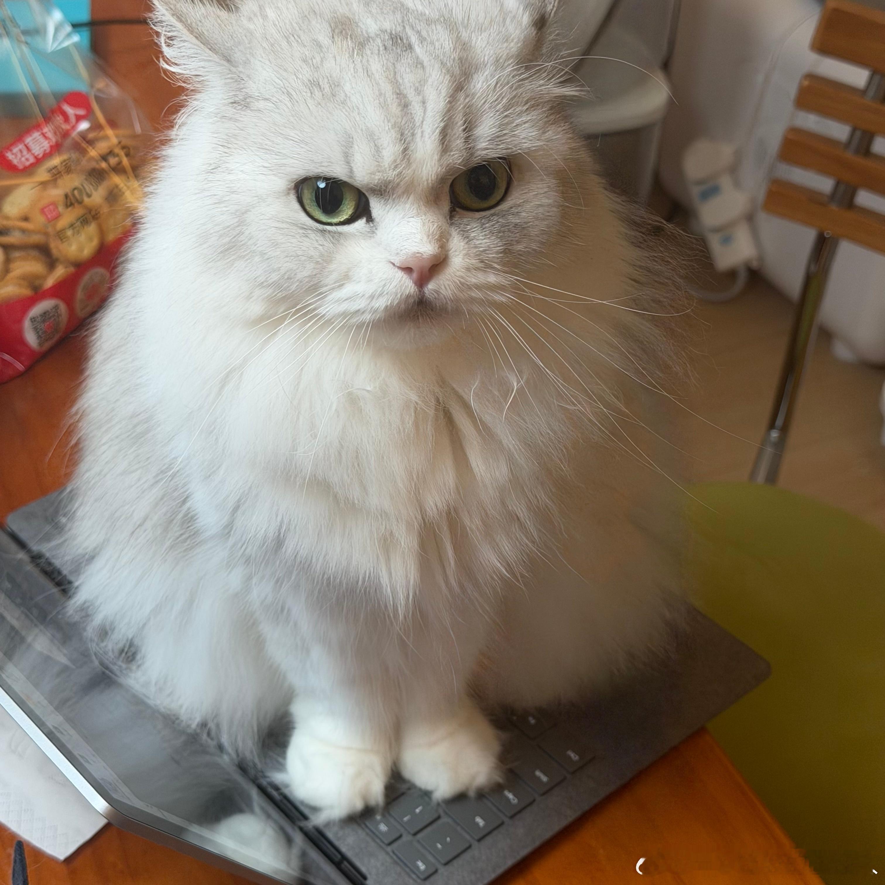 不丢[超话] 妈妈展示小丢😺新的拍立得我们小丢会“分身”[柯基] ​​​