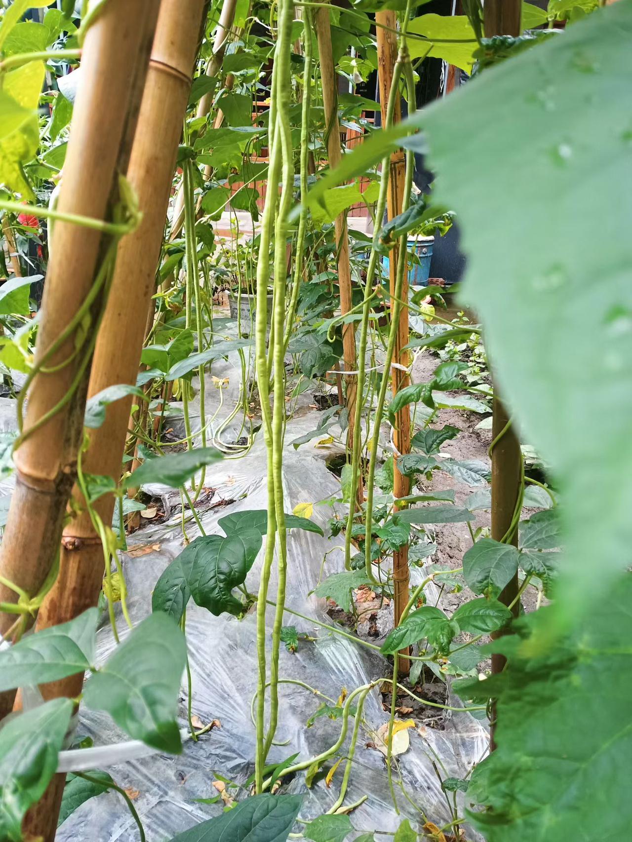 真心话茶局赖格宝吃豇豆悬吊吊的是不是就是说的这个（附图）