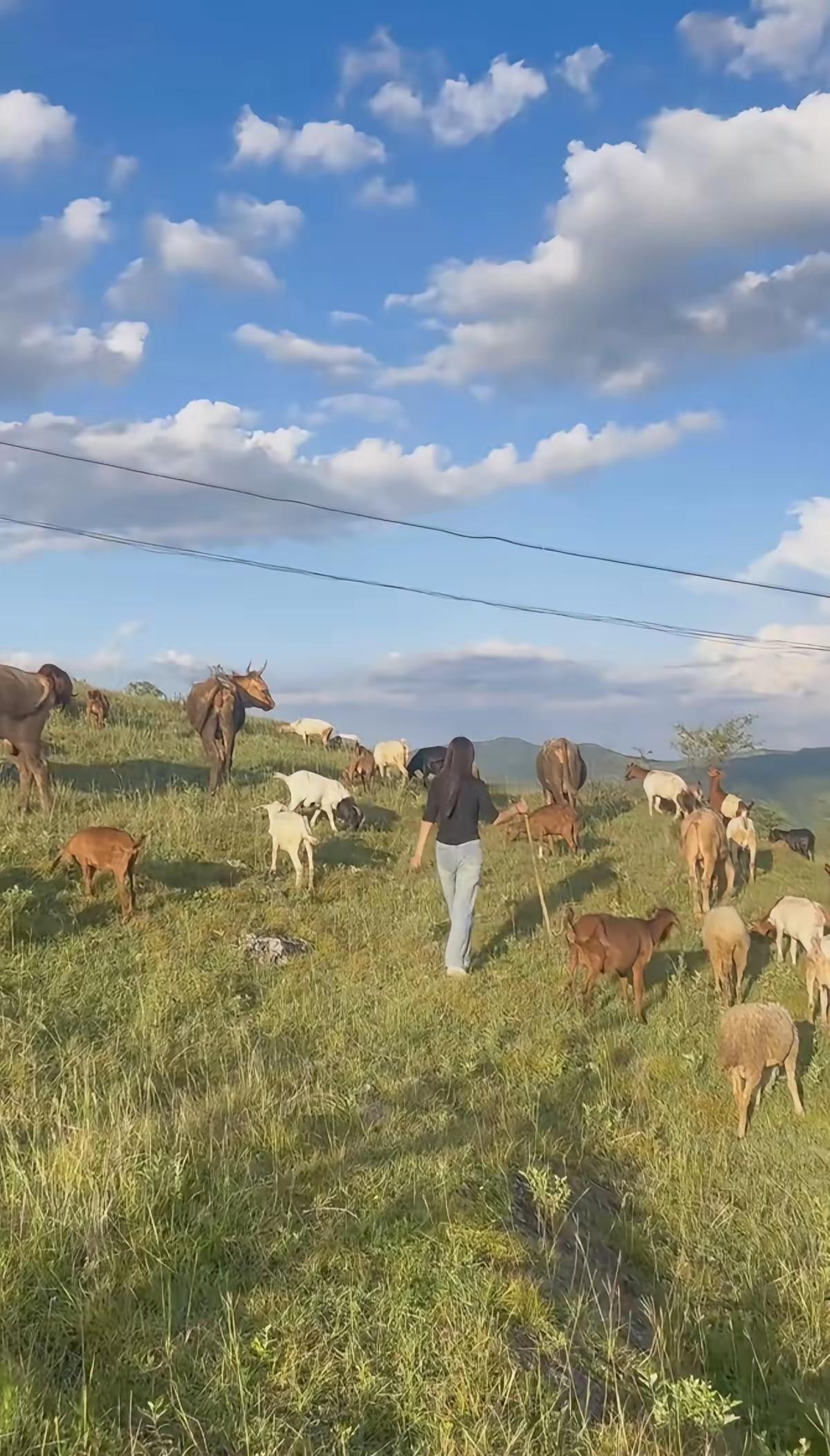 捣练子·牧居 
无宅舍，有牛羊，
每日上山放牧忙。
信口高歌信天游，
一身自在胜