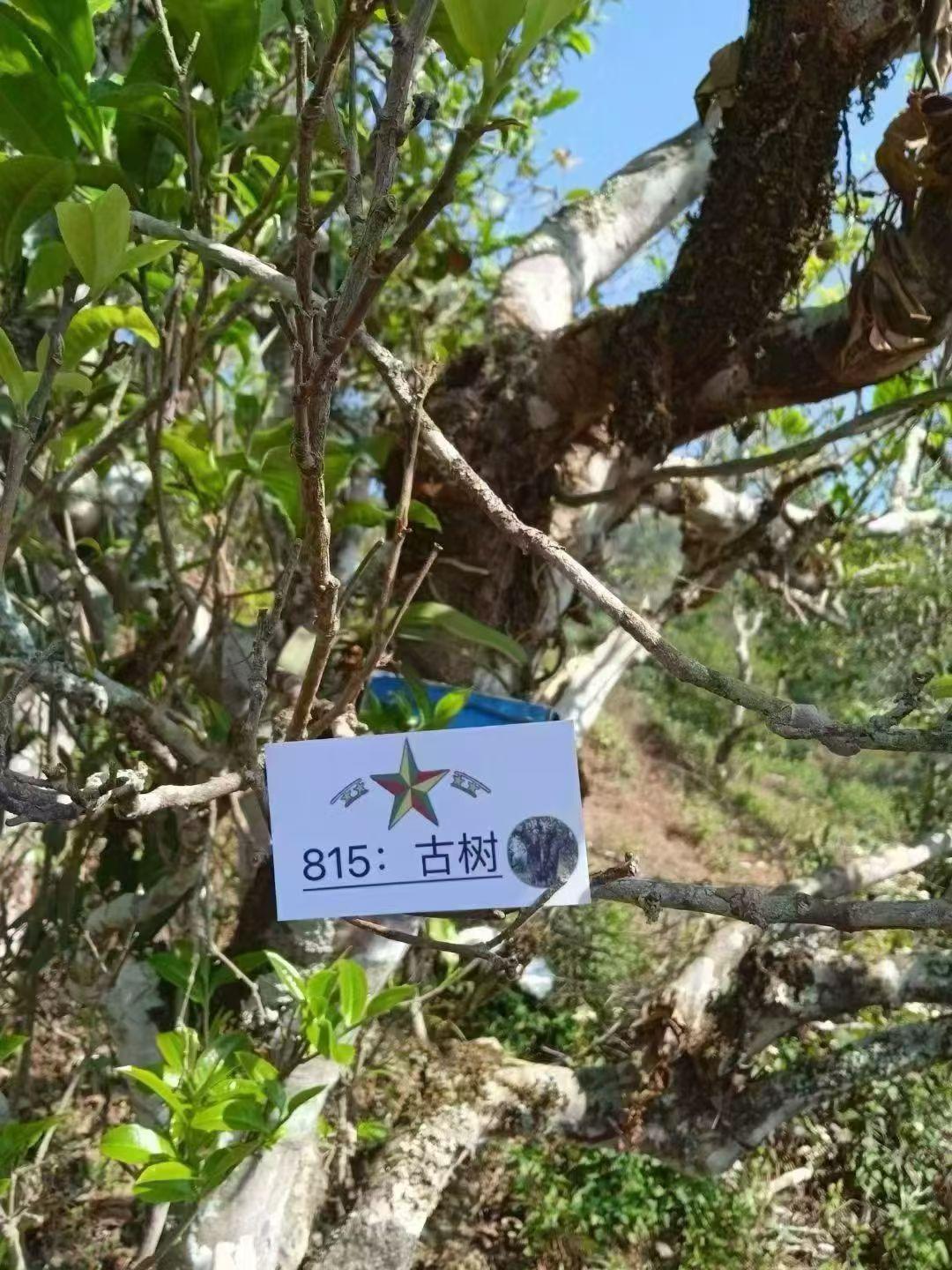 缅甸🇲🇲的掸邦东部第四特区政府815古树茶，下午茶⏰时间到啦～
雨天🌧和茶
