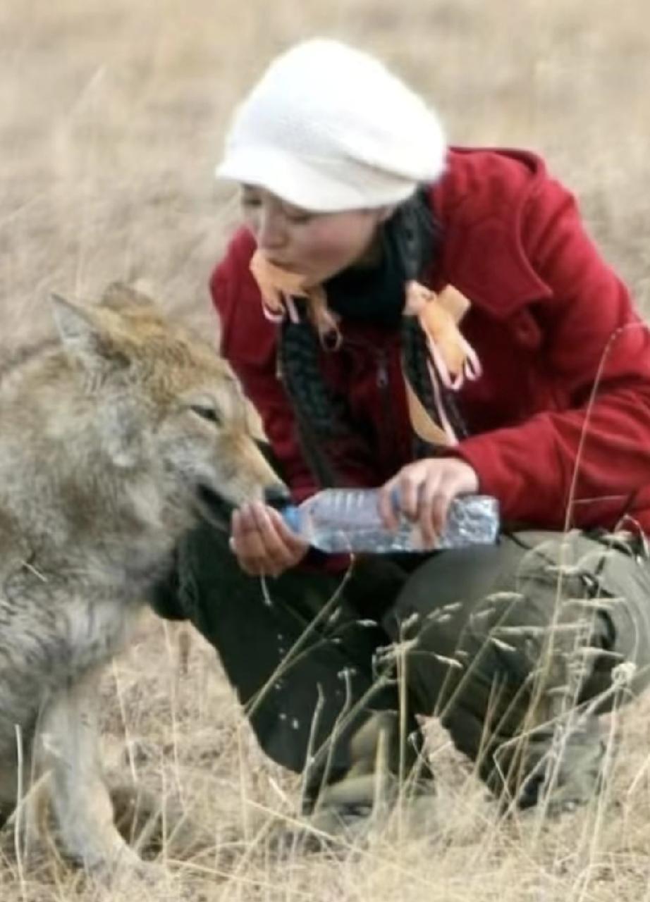 1%的排片，春节档它把一堆新片干趴下了。
李微漪把这匹叫格林的狼崽子揣进羽绒服带