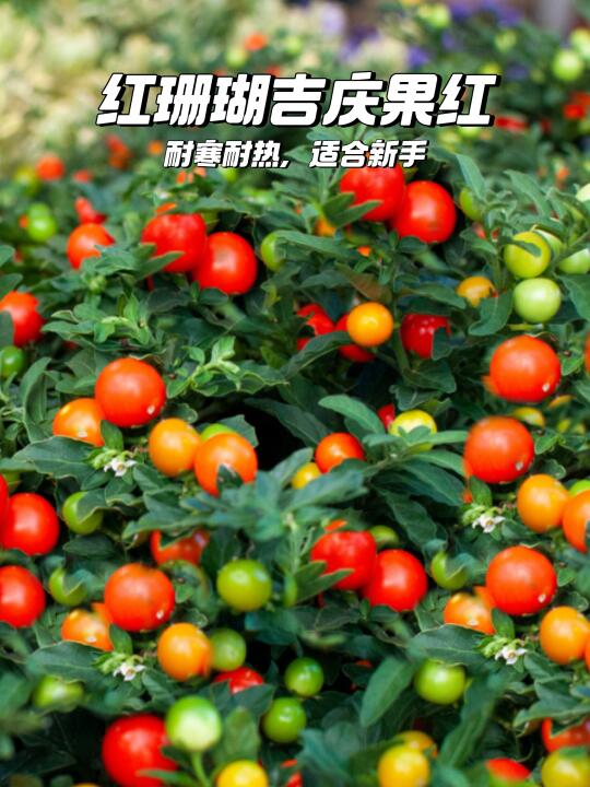 🌺冬日红珊瑚，温暖你的家🏠