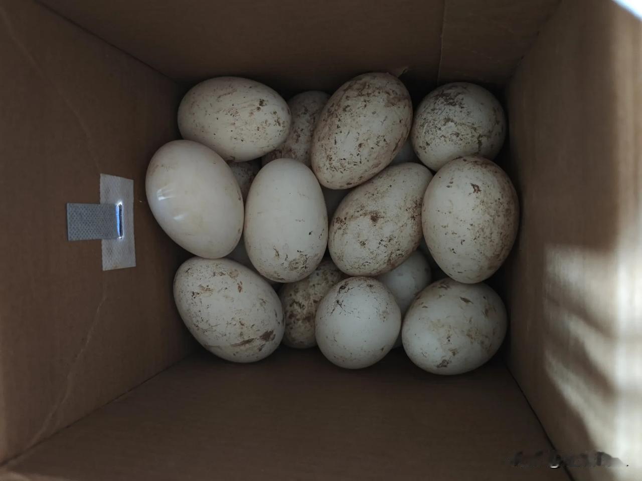 这次八月节回来，亲戚又给带回来笨鹅蛋，营养没的说，就是存放要注意点，否则太容易坏