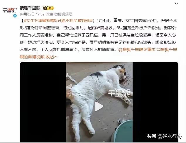 女子有事把房子和宠物托付给闺蜜照料，谁知三月后回来发现五只小猫全被饿死。女子忙完