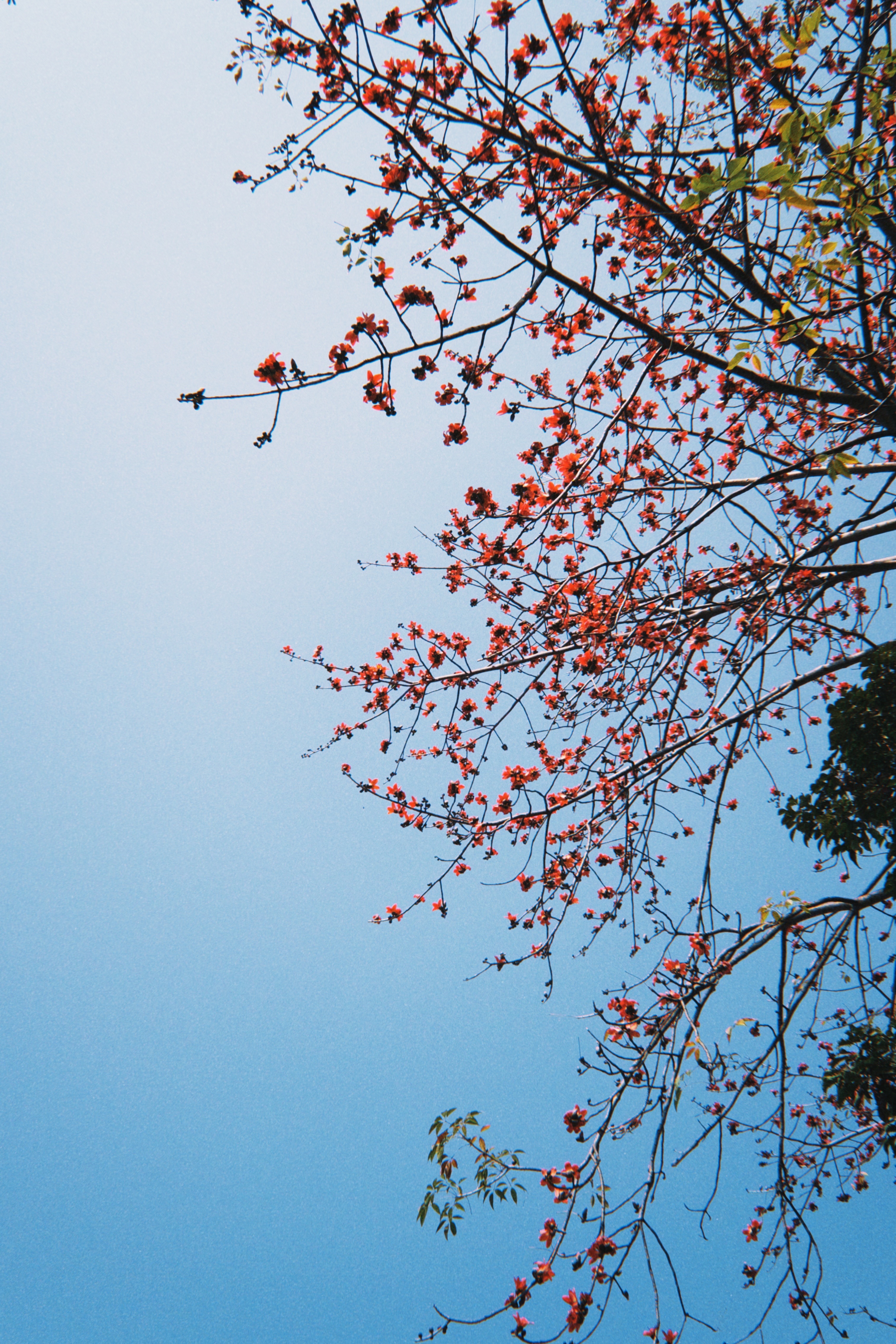 我反正不会摘别人栽的花或者去压公共的花丛去拍照 离得远拍一样好看木棉花是自然掉落