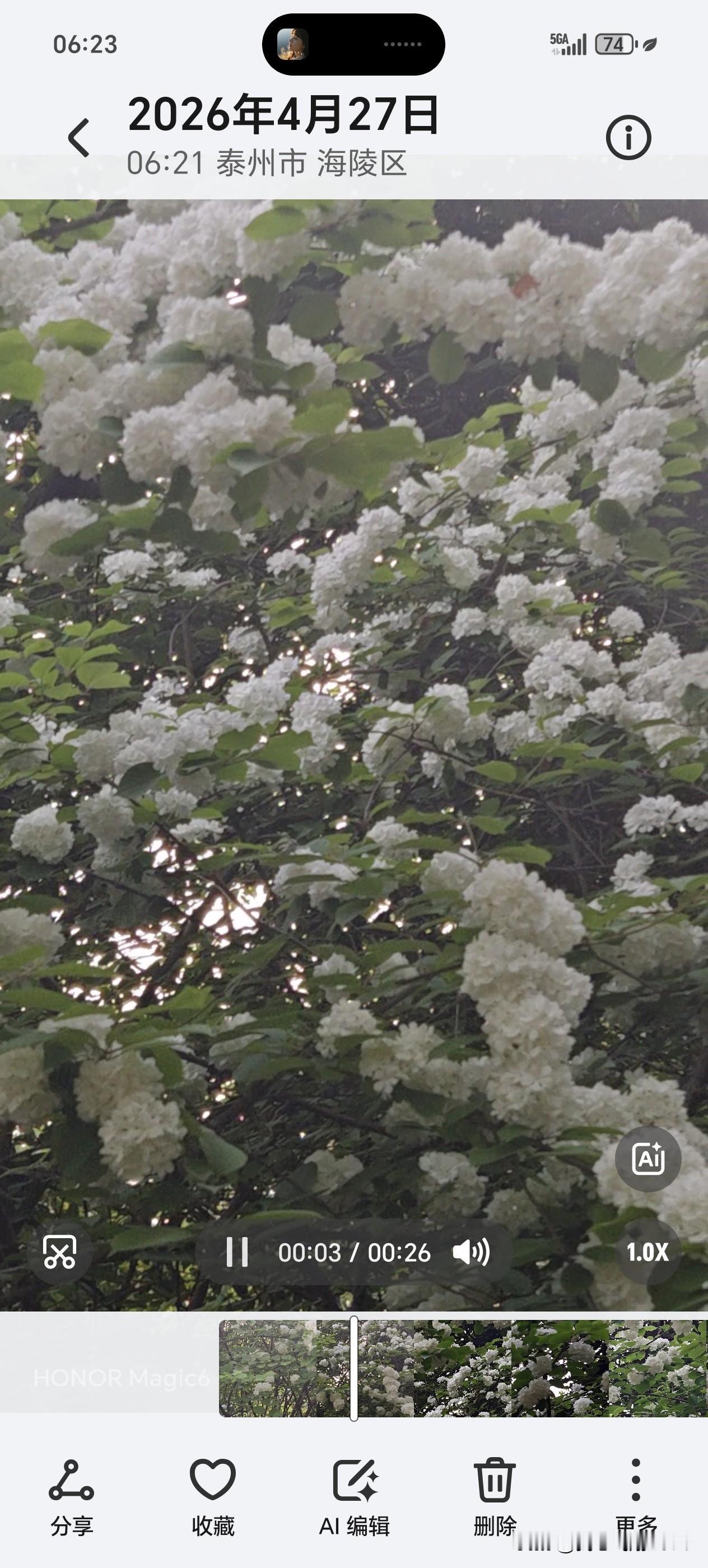 绣球荚蒾花似锦，
疑是云霞落人间。
东风亦解花开好，
吹散香云到百川。