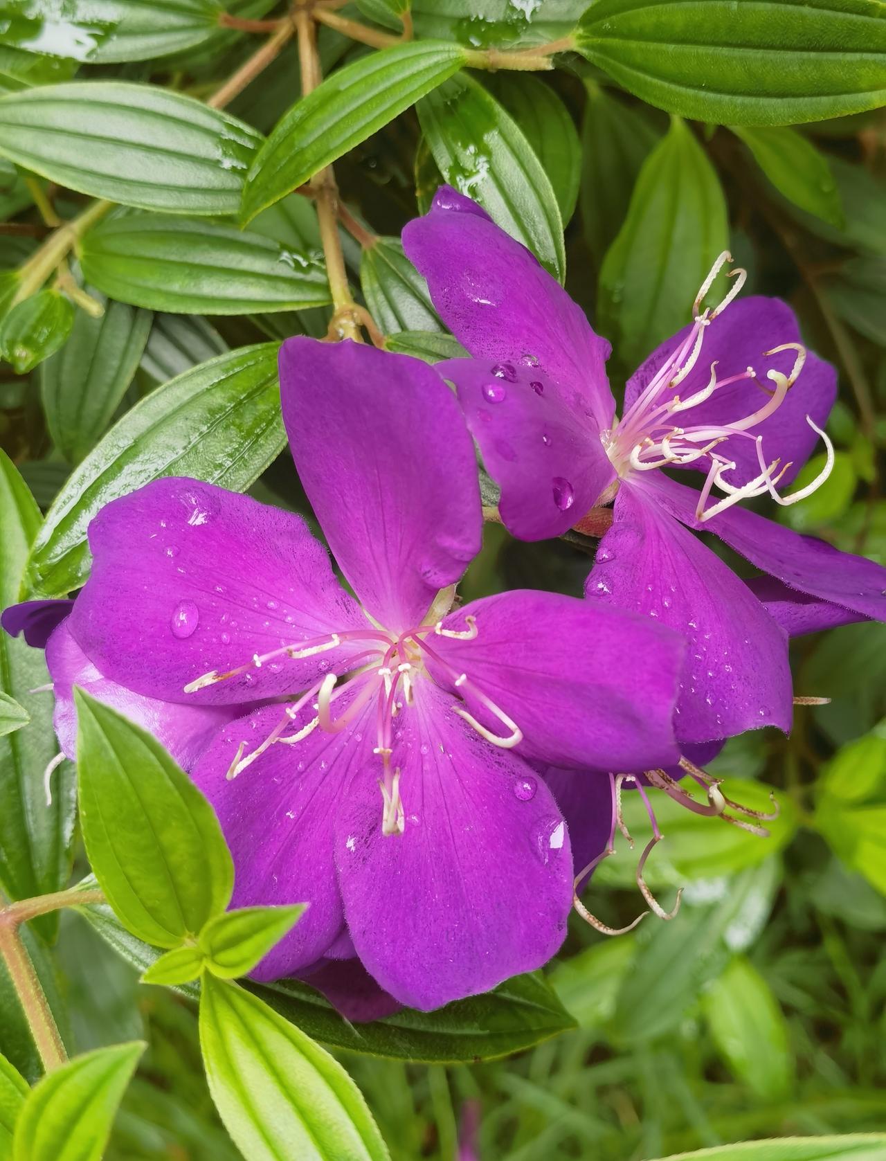 开紫花，结紫果，两广地区俗称猪古稔、
‌龅牙郎、黑口果、黑嘴狗‌，尽管叫法各异，