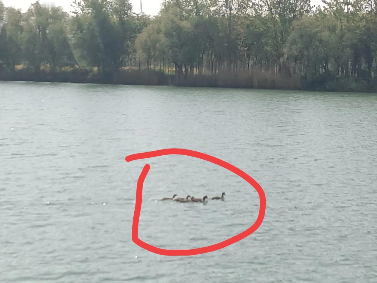 双龙湖湿地公园飞出来尚未飞回去的鸟，在京杭大运河自由地游。（图片来源：老山兰随手