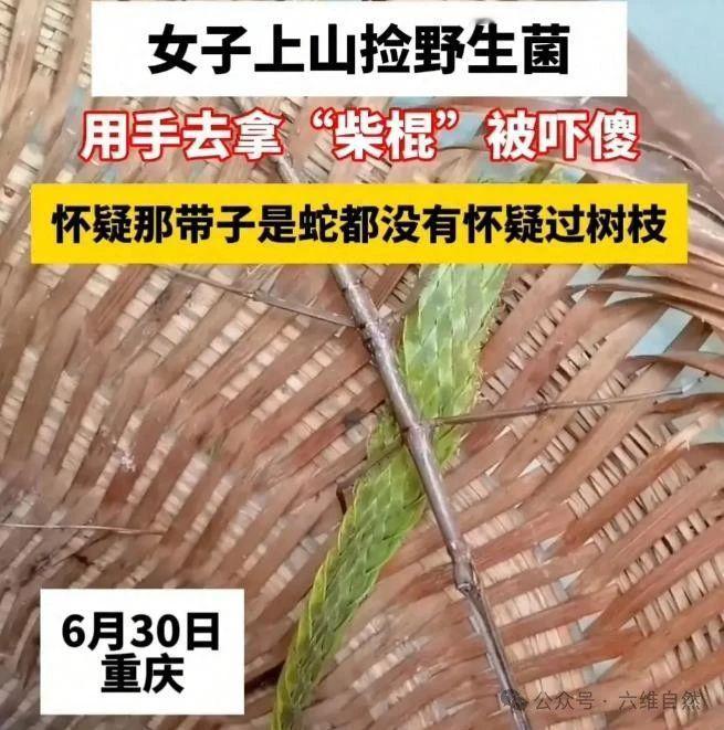 女子上山捡菌子捡到一根会跑的“棍子”，瞬间被吓傻
 
雨后的重庆山林像被浸透的绿