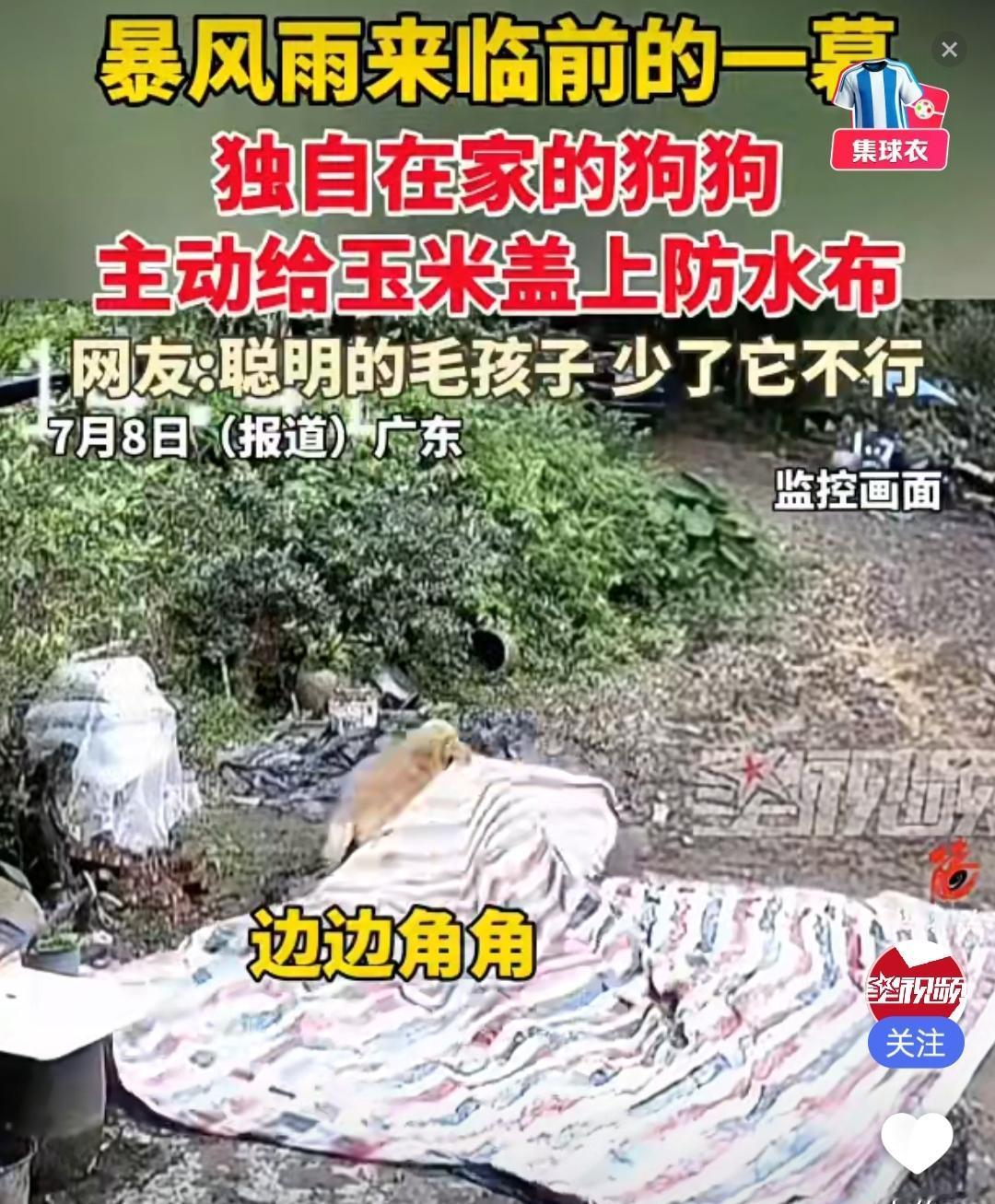 太暖心！广东金毛独自看家预判暴雨，主动帮主人遮盖晾晒玉米
广东一户普通农家发生的