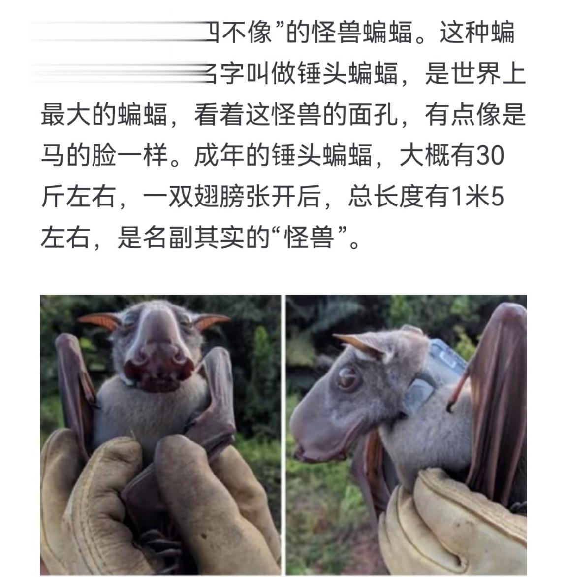 长得像是