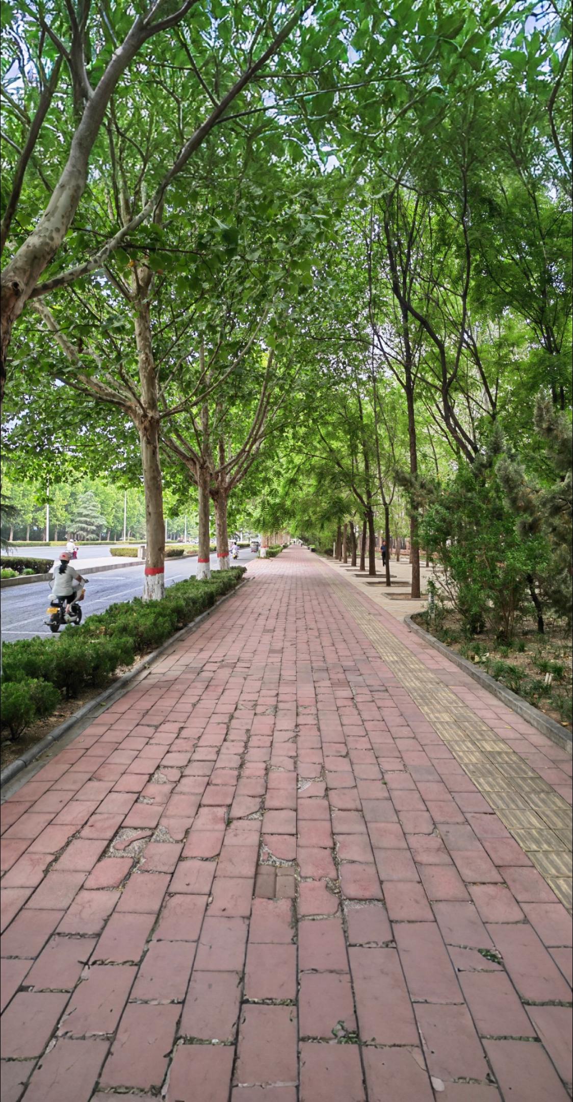 抗抑郁五朵金花。