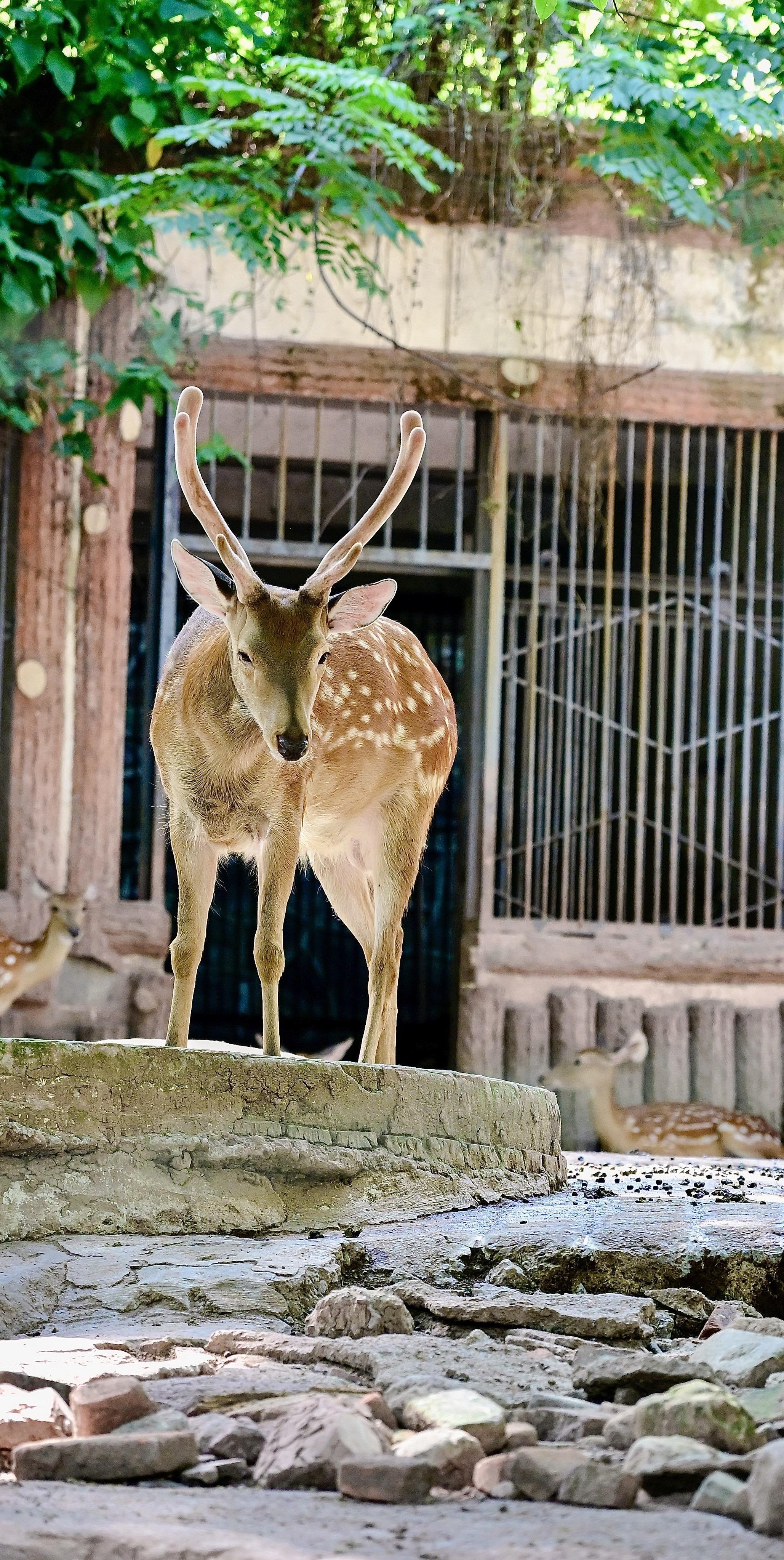 定格瞬间，40℃小动物都热麻的状态~